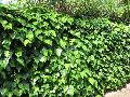 Algerian Ivy / Hedera canariensis 